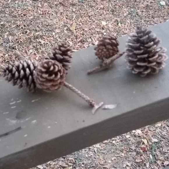 🟢BOGO🟢 Pinecones - Picture 1 of 1